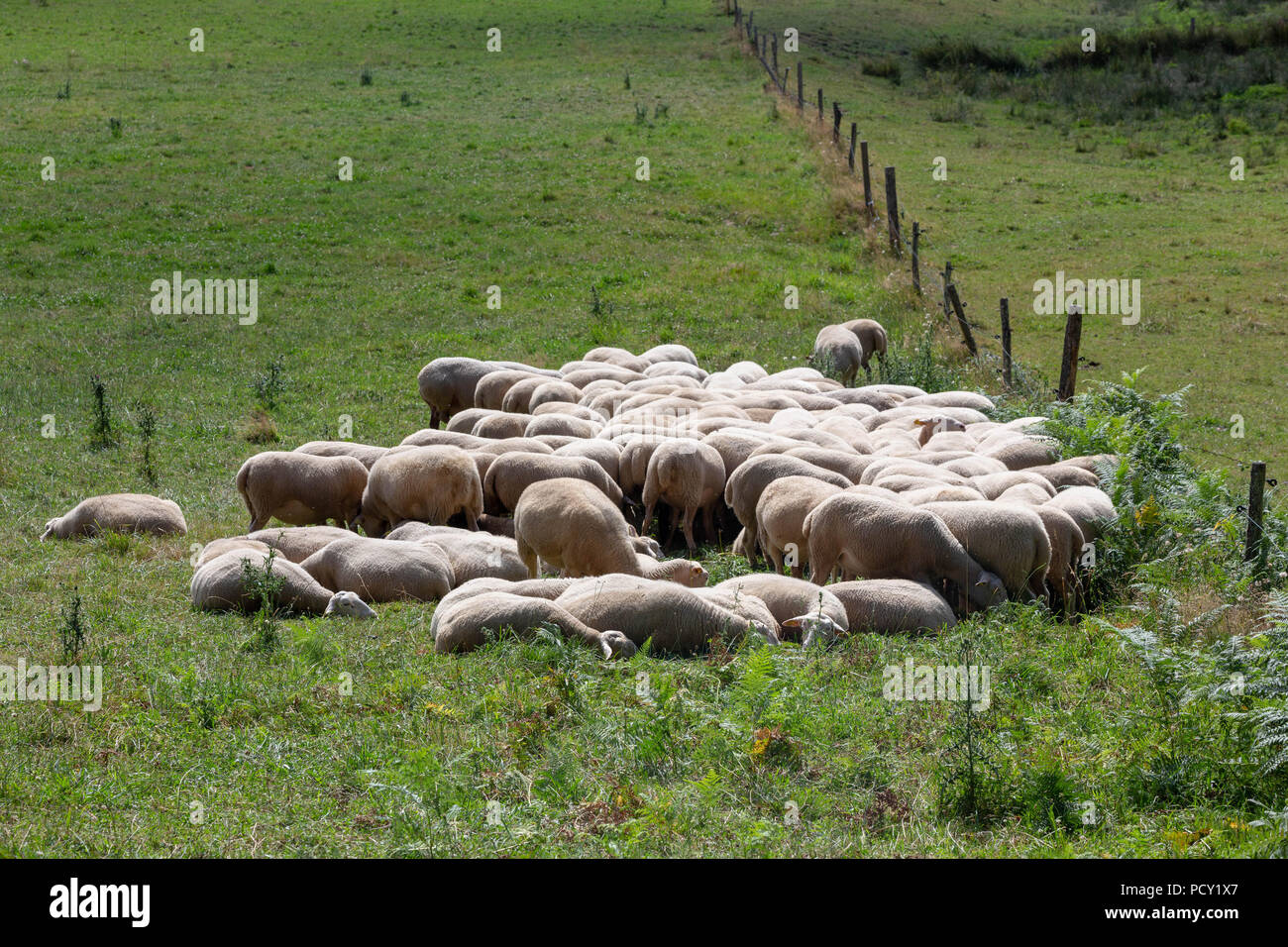 Herde Schafe gepresst zusammen zu ruhen und Wiederkäuend in einer grünen Weide. Stockfoto