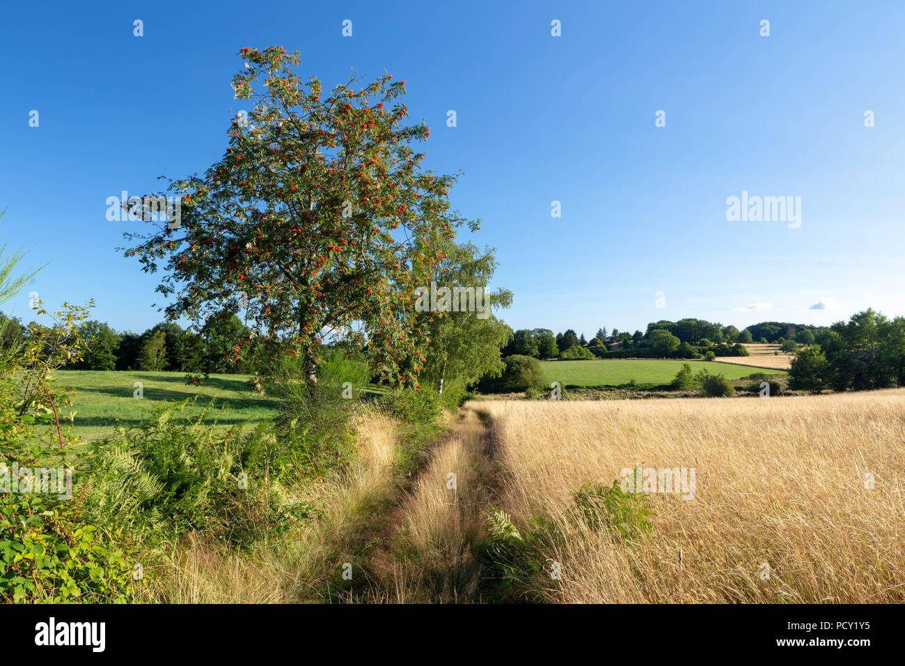 Typische Landschaft, Limousin, Frankreich. Stockfoto