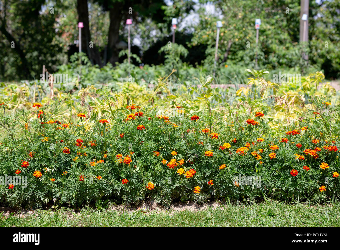 Tagetes - Tagetes Patula - Als bekanten Anlage in einem Gemüsegarten schädliche Insekten, Nematoden und Blattläuse in einem permakultur w zu töten verwendet Stockfoto