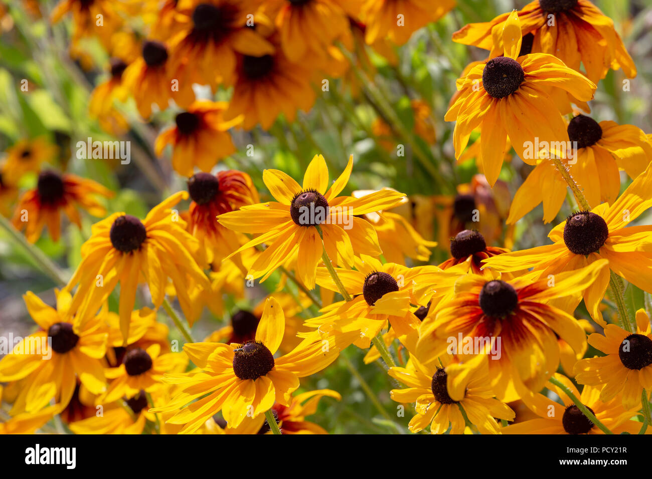 Blüte Orange Coneflower oder mehrjährige Coneflower - Rudbeckia fulgida. Stockfoto