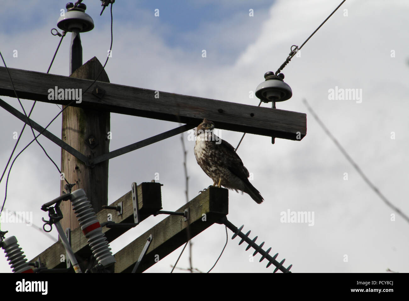 Eine red tailed Hawk auf einem Strommast auf einer klaren sonnigen Tag gehockt Stockfoto