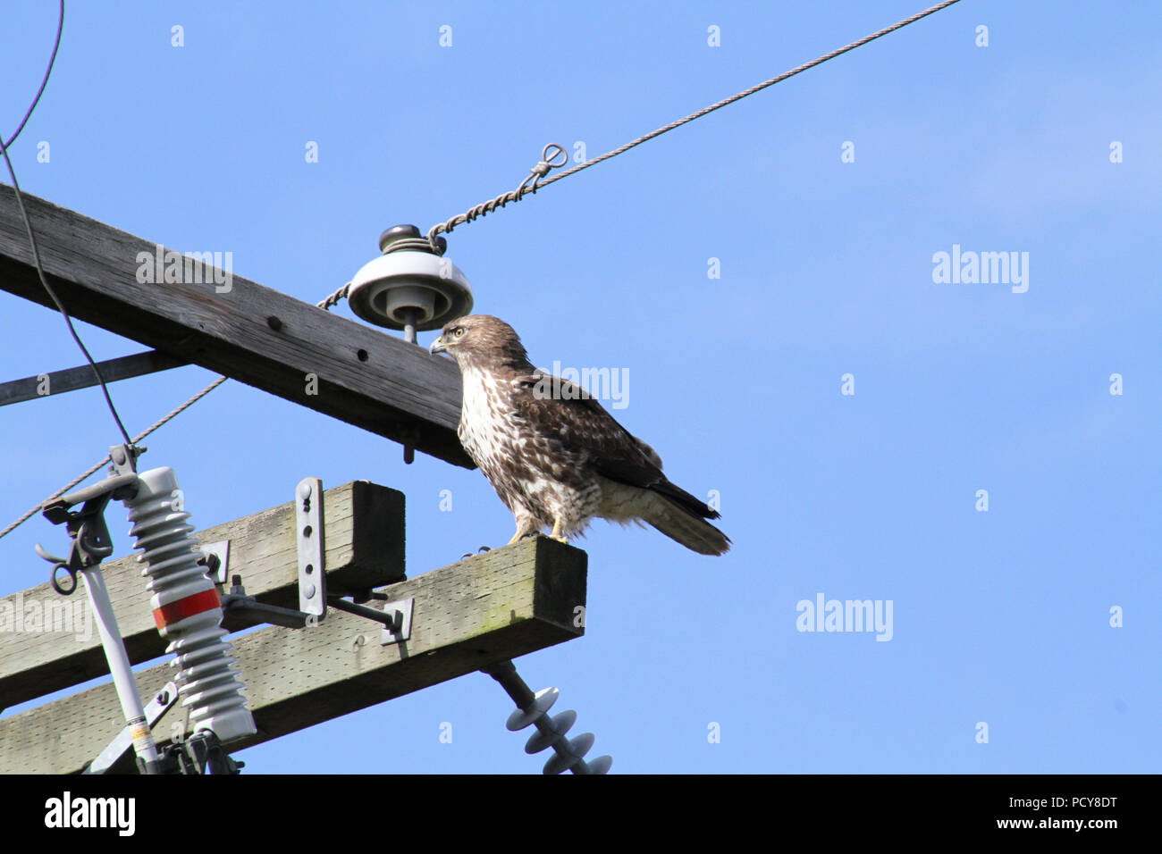 Eine red tailed Hawk auf einem Strommast auf einer klaren sonnigen Tag gehockt Stockfoto