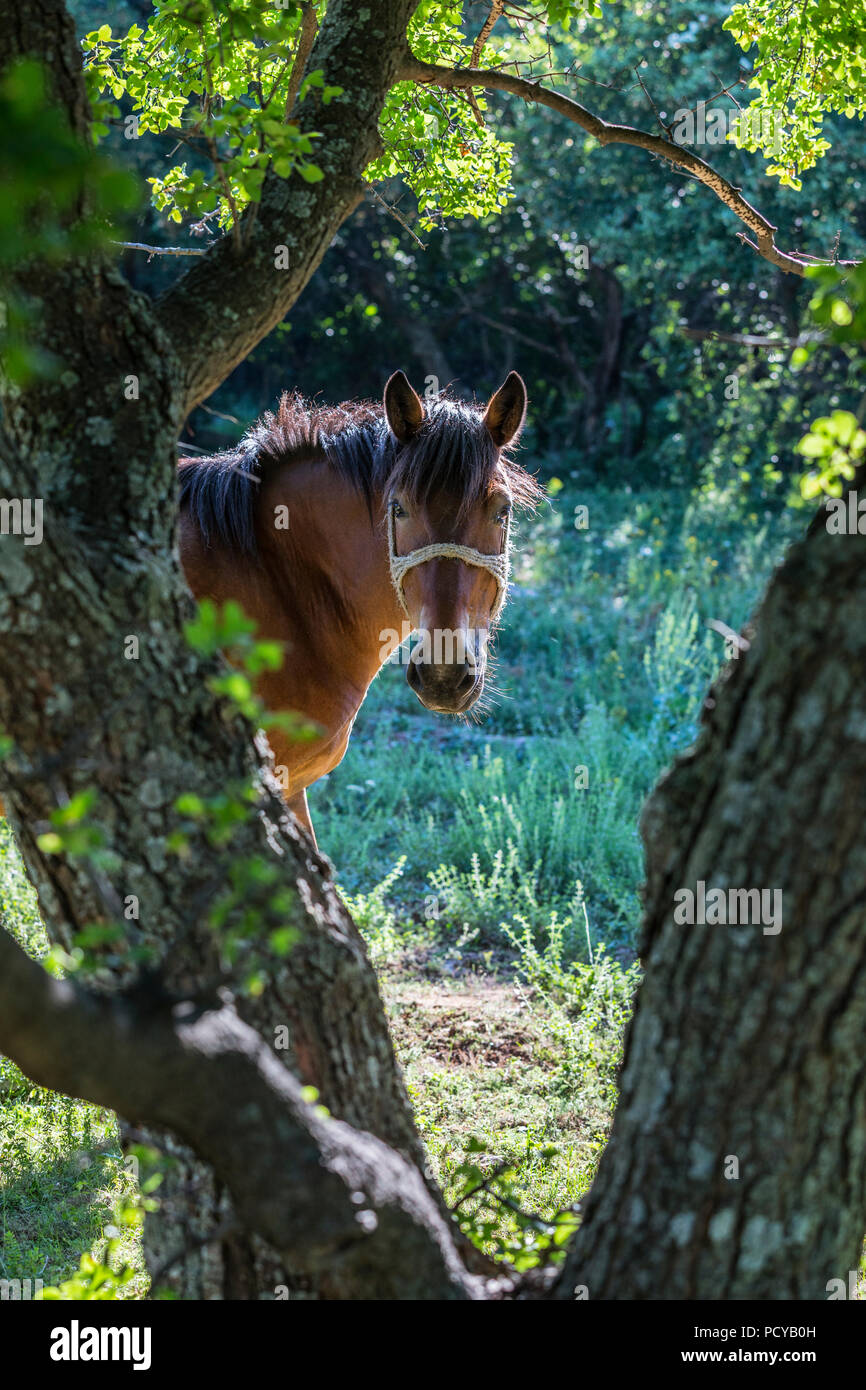 Pferd im Wald Stockfoto