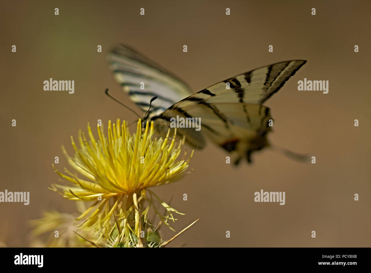 Scheibe der Sommer. Schmetterling, Sommer, Insekten, Blumen, Stockfoto