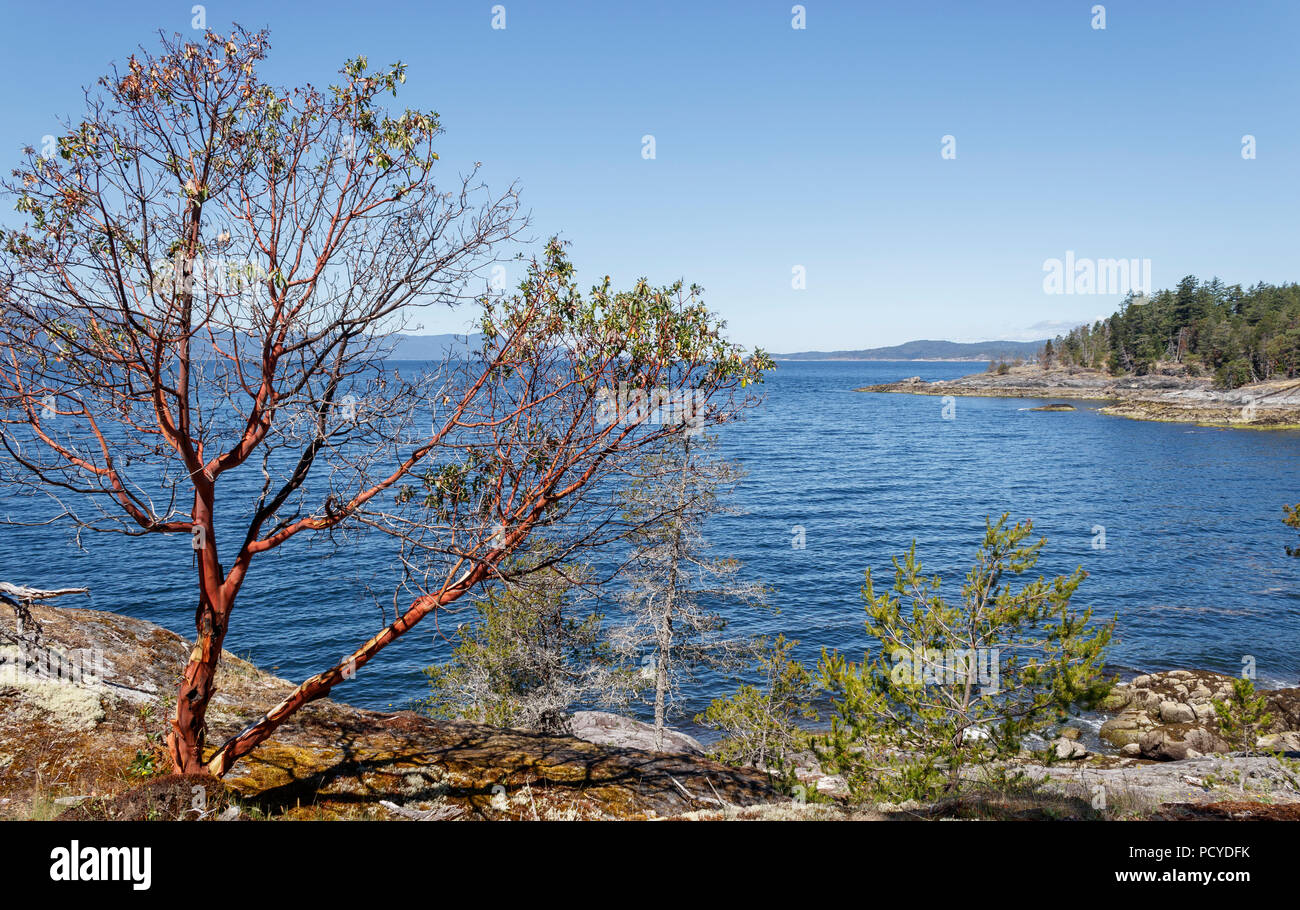 Ein einsamer Arbutus Baum mit charakteristischen roten abblätternde Rinde steht in der Nähe ein paar kümmerlichen Nadelbäume auf einer Klippe am Meer (Sunshine Coast BC'). Stockfoto