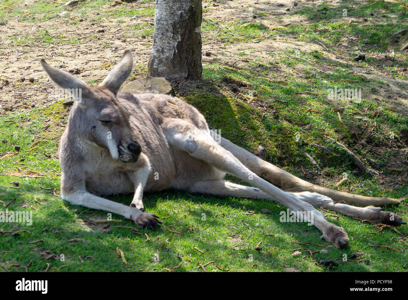 Känguru in der Sonne liegend Stockfoto