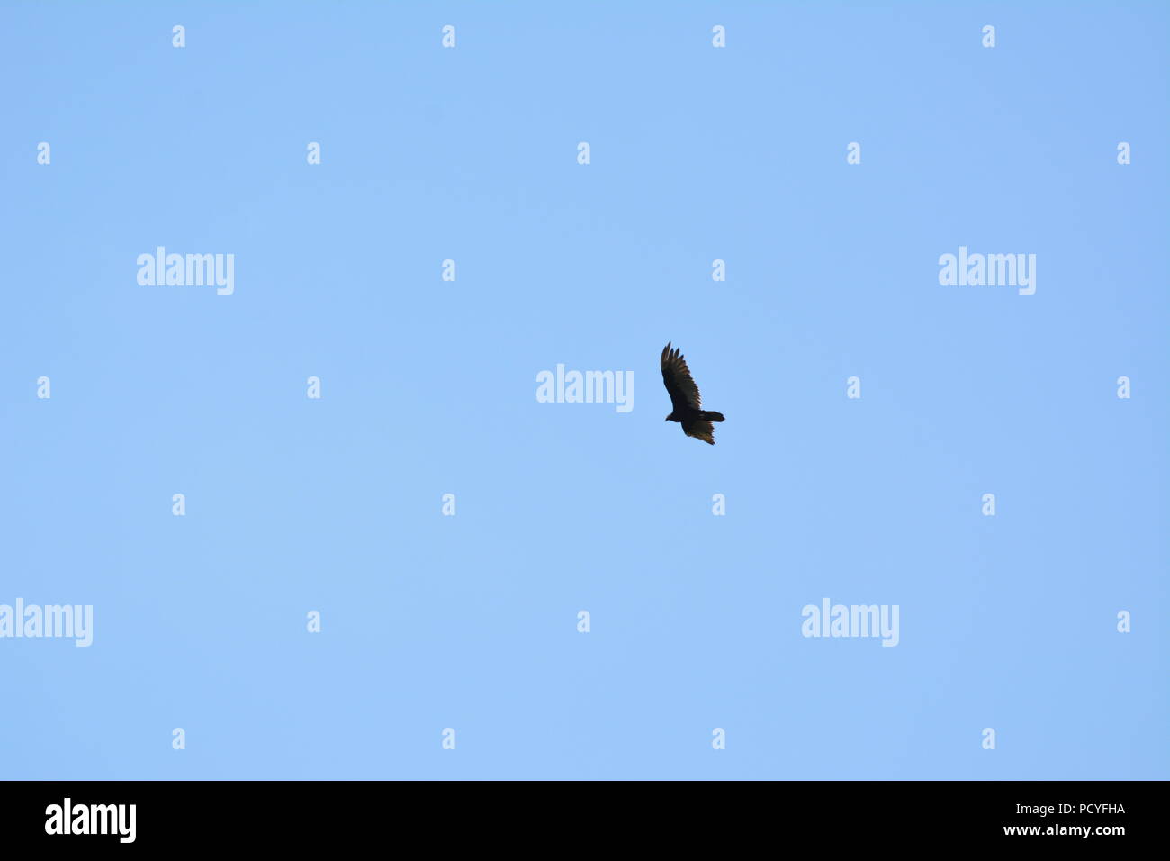 Vogel hochfliegende unter blauen Himmel Stockfoto