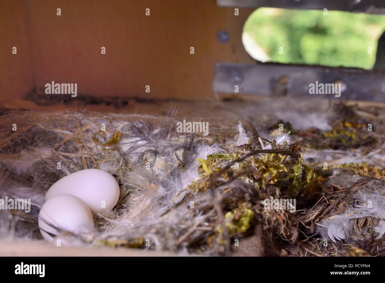 Zwei Mauersegler (Apus apus) Eier in ein Nest, das in einer Kirche Glockenturm, während einer eingehenden Studie, Worlington, Suffolk, Großbritannien, Juli geprüft. Stockfoto