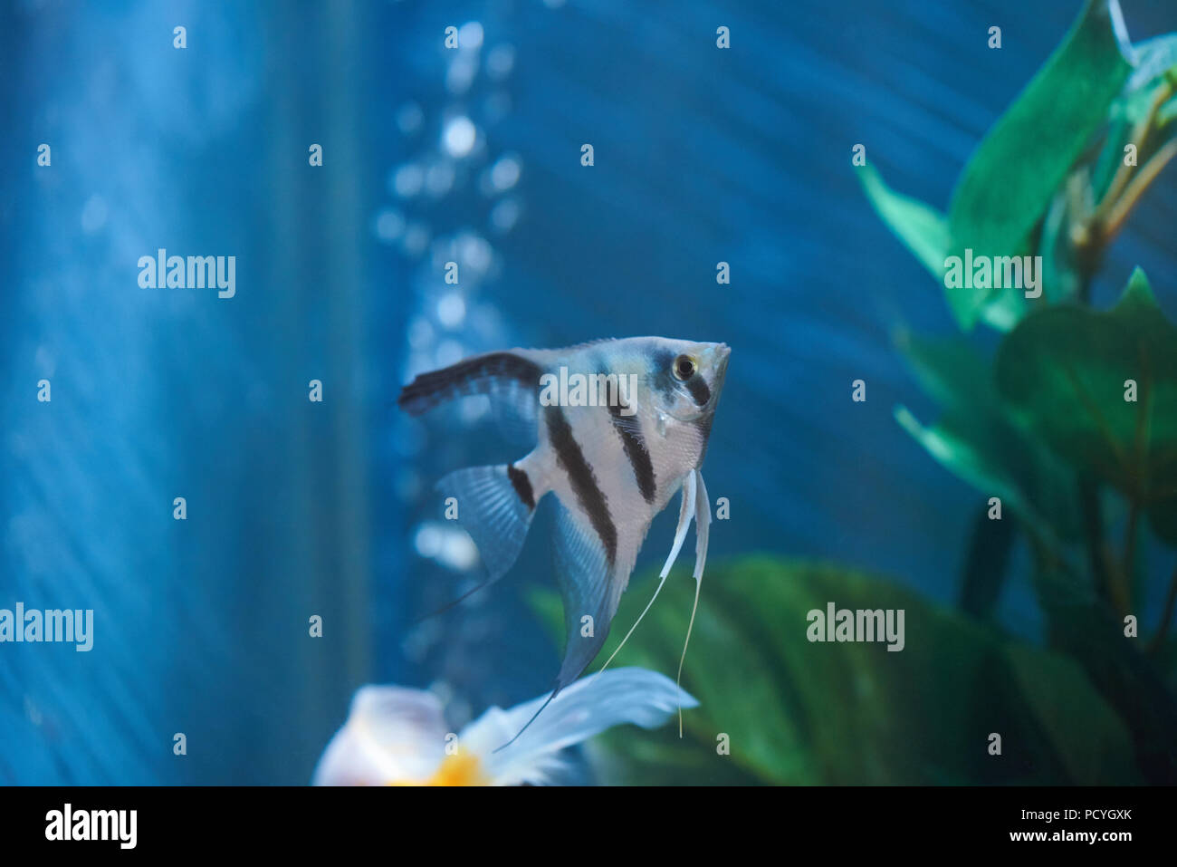 Eine exotische gestreifte Fische im Aquarium Blue Water Stockfoto