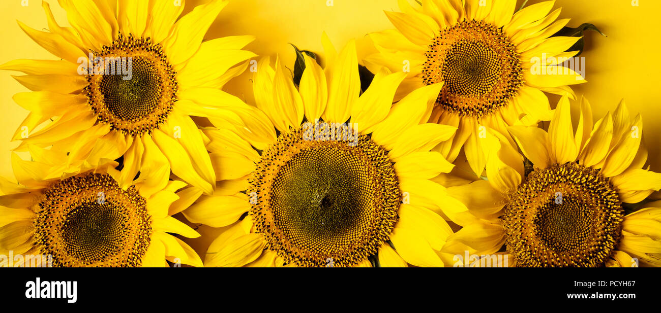Schöne Sonnenblumen auf gelben Hintergrund. Gelbe Blume. Banner Format. Stockfoto
