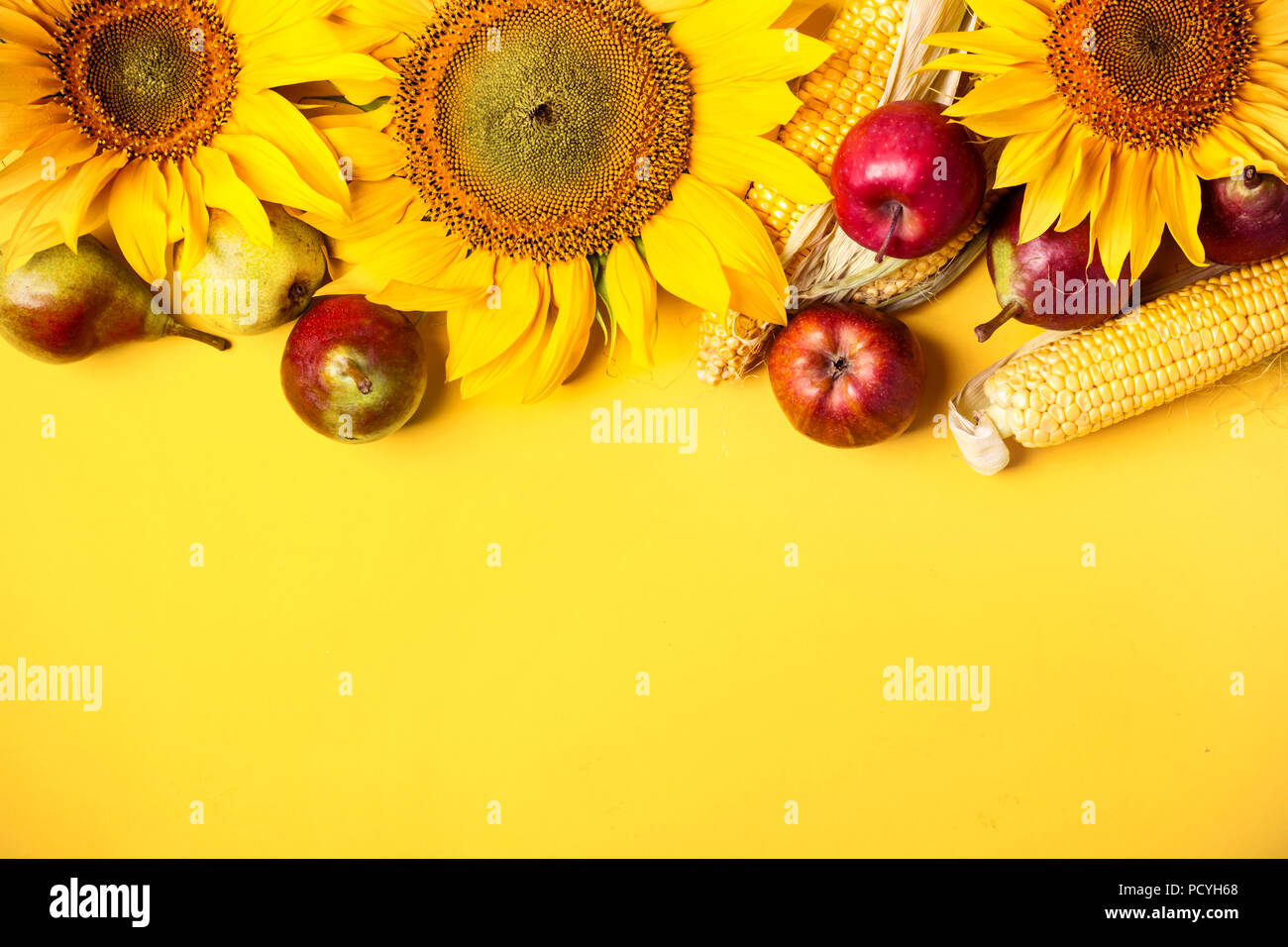 Schöne Sonnenblumen, Birnen und Mais auf gelben Hintergrund. Urlaub Ernte Konzept. Stockfoto