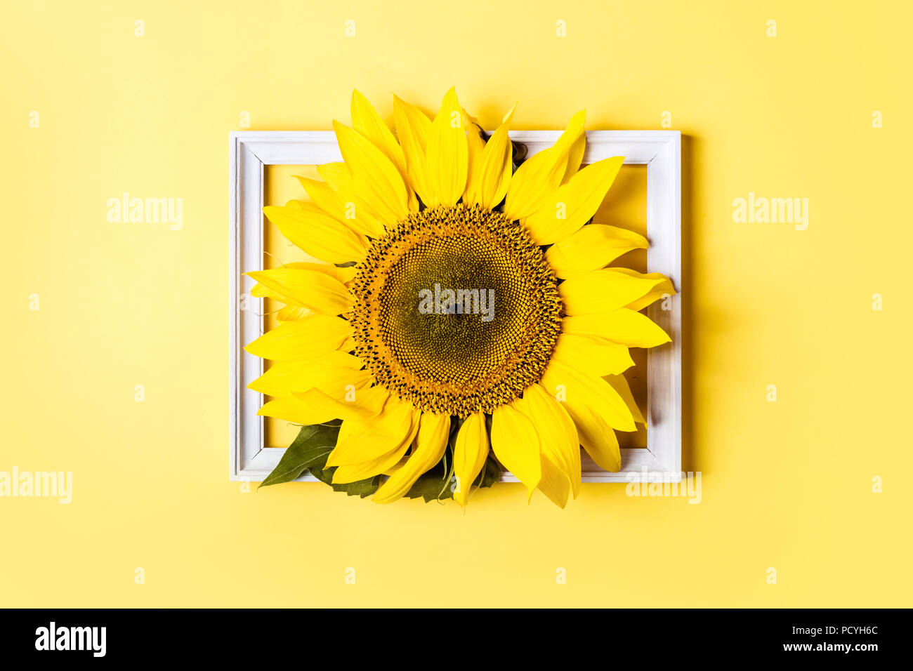 Schöne Sonnenblumen in Rahmen auf gelben Hintergrund. Gelbe Blume in der Mitte. Stockfoto