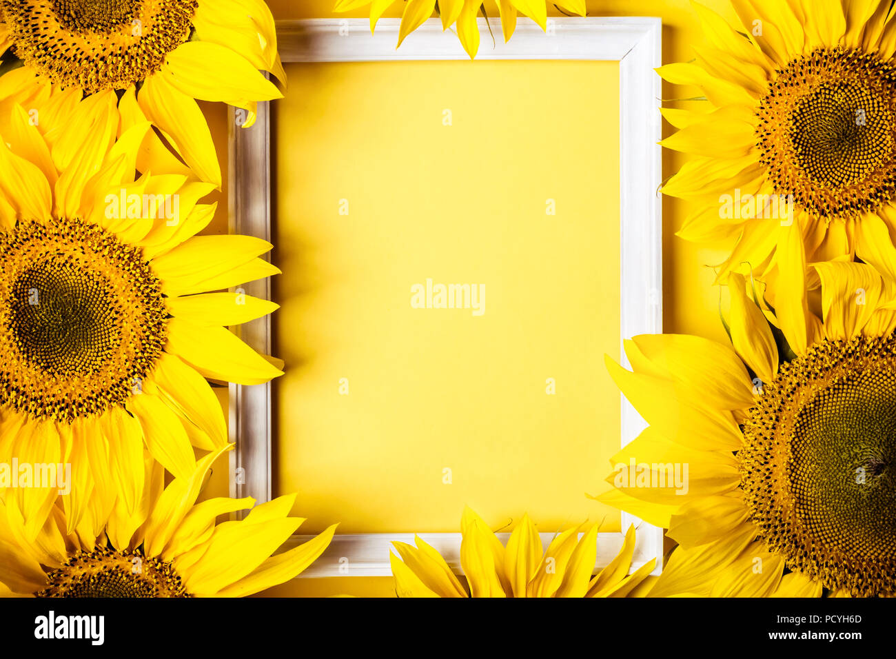Rahmen des gelben Sonnenblumen auf gelben Hintergrund. Urlaub Ernte Konzept. Stockfoto