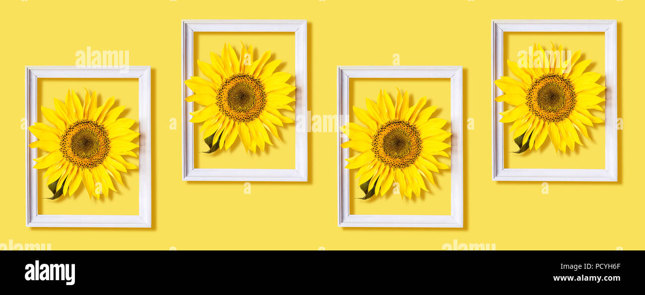 In weißen Rahmen Muster Sonnenblumen auf ayellow Hintergrund. Kreatives Design Konzept. Banner Format. Stockfoto