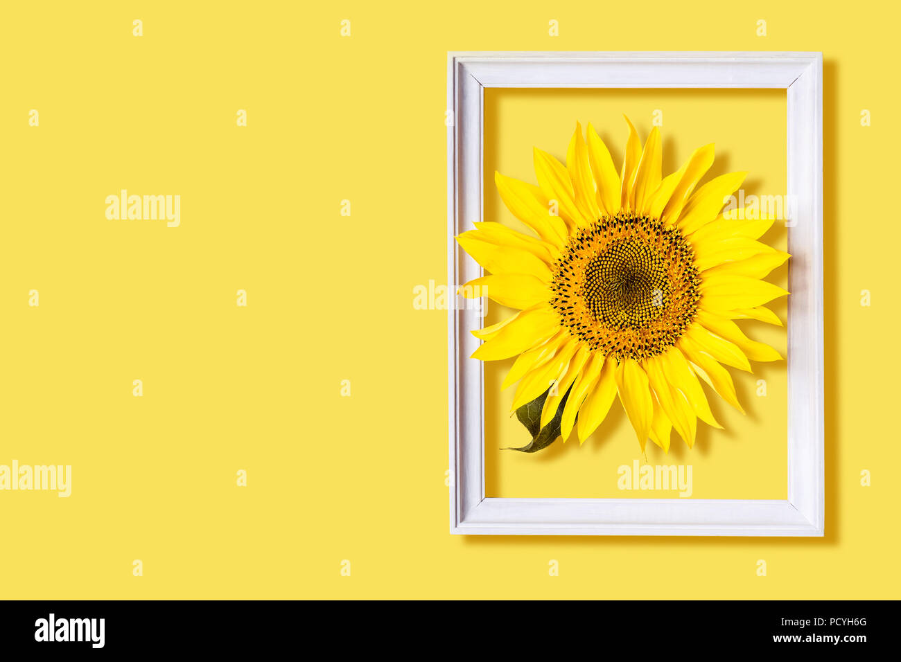 Schöne Sonnenblumen in Rahmen auf gelben Hintergrund. Gelbe Blume. Stockfoto