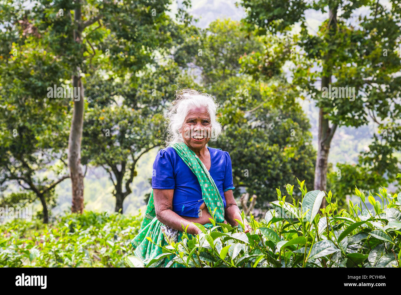 ELLA, SRI LANKA - 30 Dezember 2016: Alter Frauen Tee - Picker greift die frischen Teeblätter in Ella Stadt am 30.Dezember 2016, Provinz Uva, Sri Lanka Stockfoto