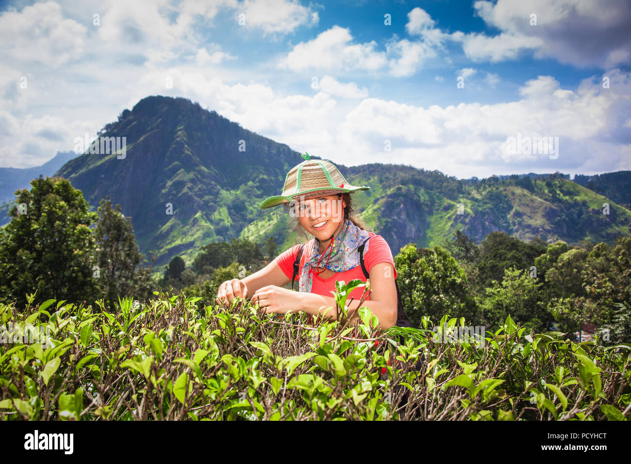 Schöne Frauen Tee - Picker greift die frischen Teeblätter in Ella Stadt, Provinz Uva, Sri Lanka Stockfoto