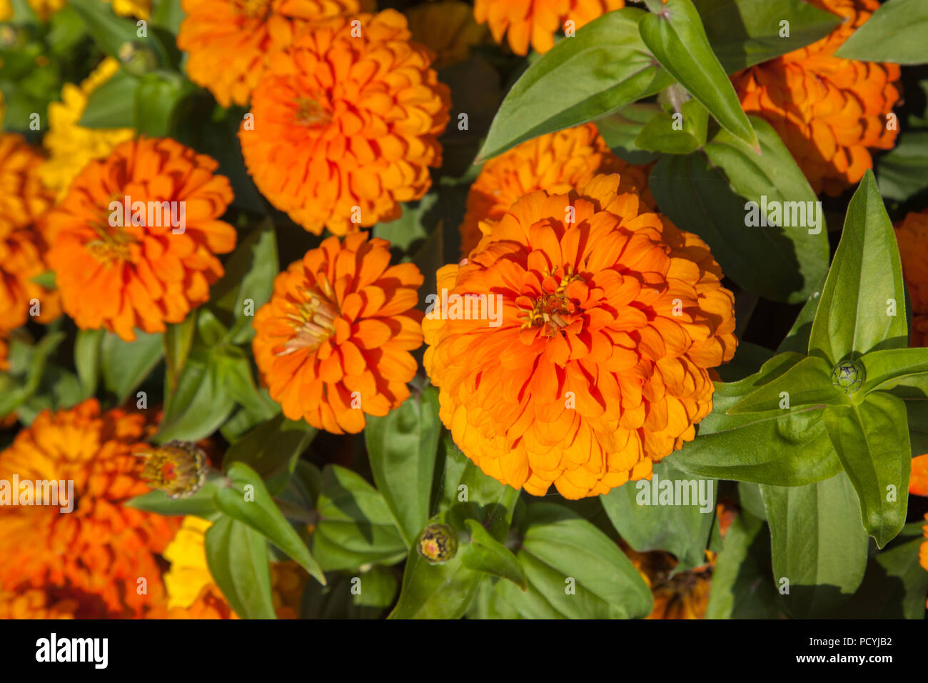 Schönes helles Orange und Gelb zinnia Blume blühen im Garten in Rolle,  Schweiz an sonnigen heißen Sommertag Stockfotografie - Alamy