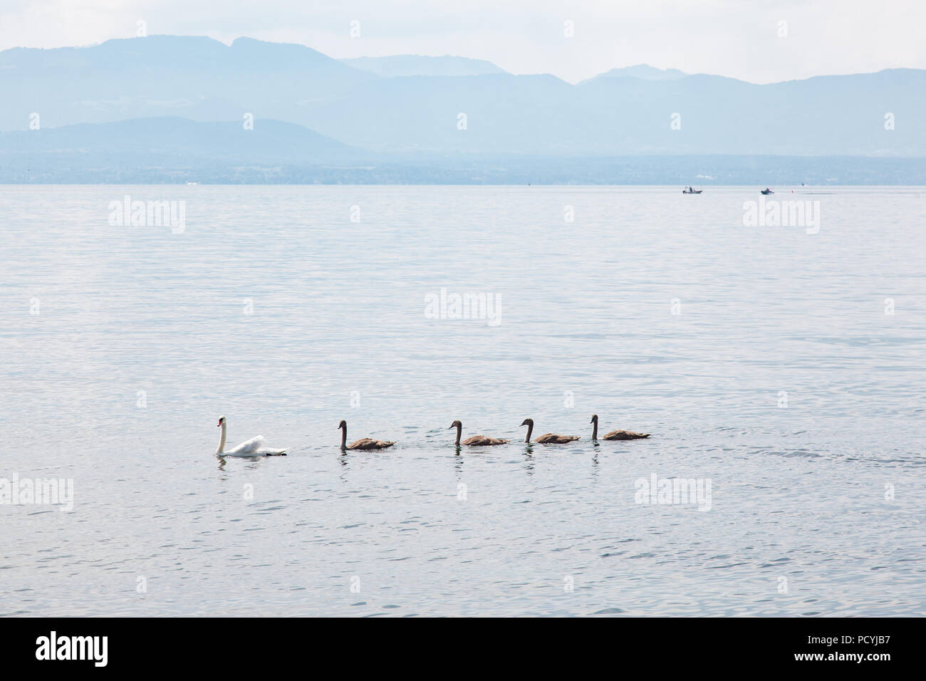 Schwan Familie: Mutter und vier junge Babys am Genfer See (Genfer See) in der Nähe von Morges, La Cote Region Waadt, Schweiz am schönen sonnigen Sommertag Stockfoto