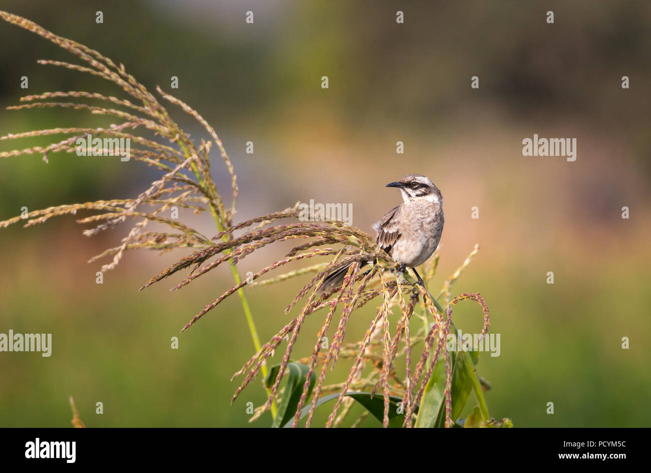 Long-tail mockingbird sitzen auf einer Maispflanze Stockfoto