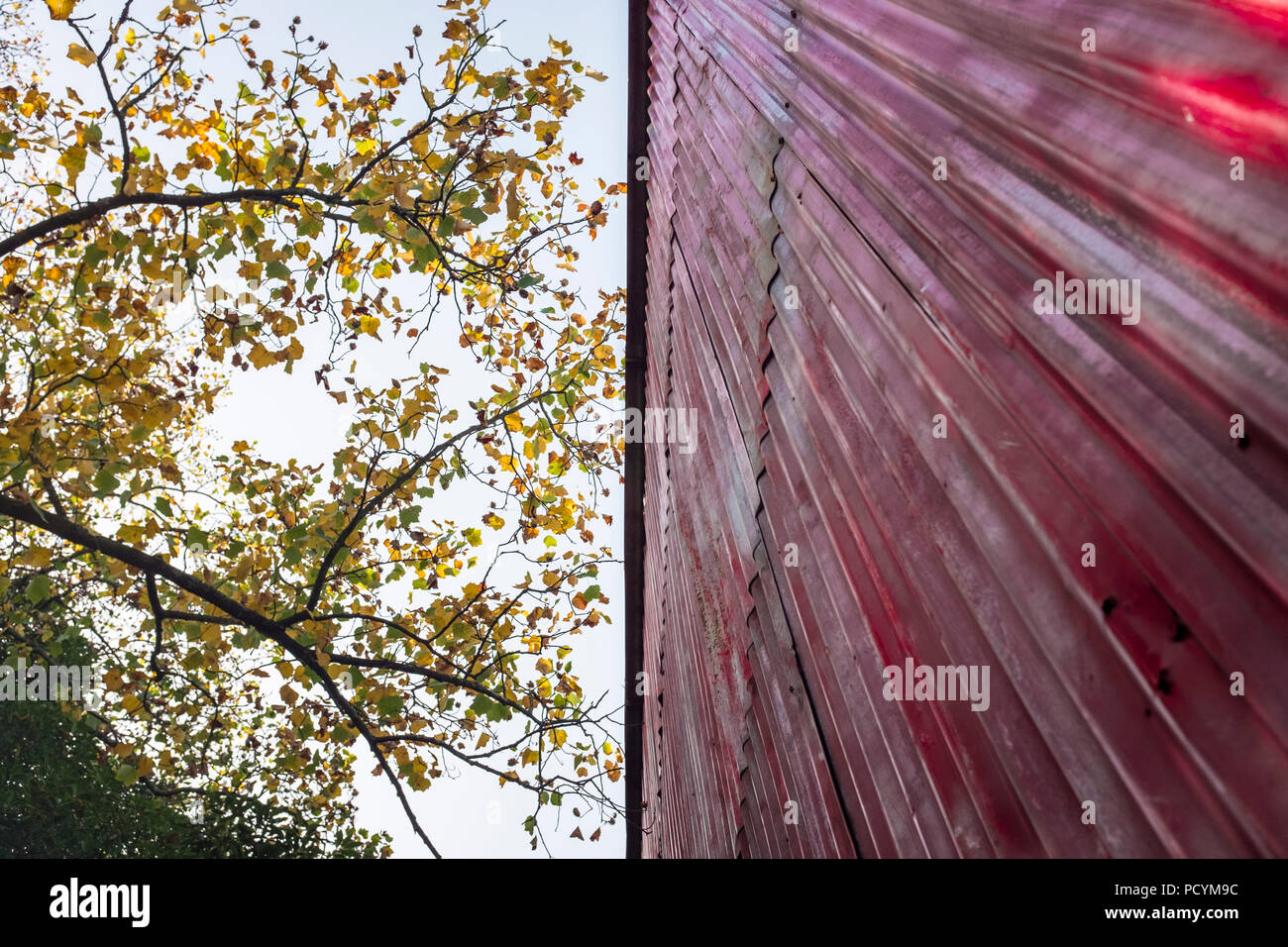 Red Wellblech Gebäude Wand oder Dach mit grünen Baum Niederlassung in Porto, Portugal, und schaut von unten Stockfoto