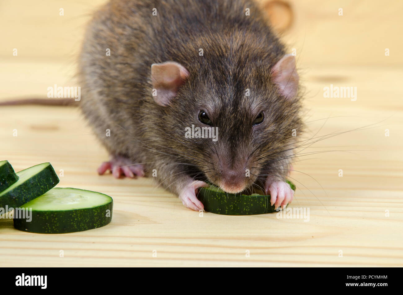 Ratte frisst eine Gurke auf einem Holztisch. Stockfoto