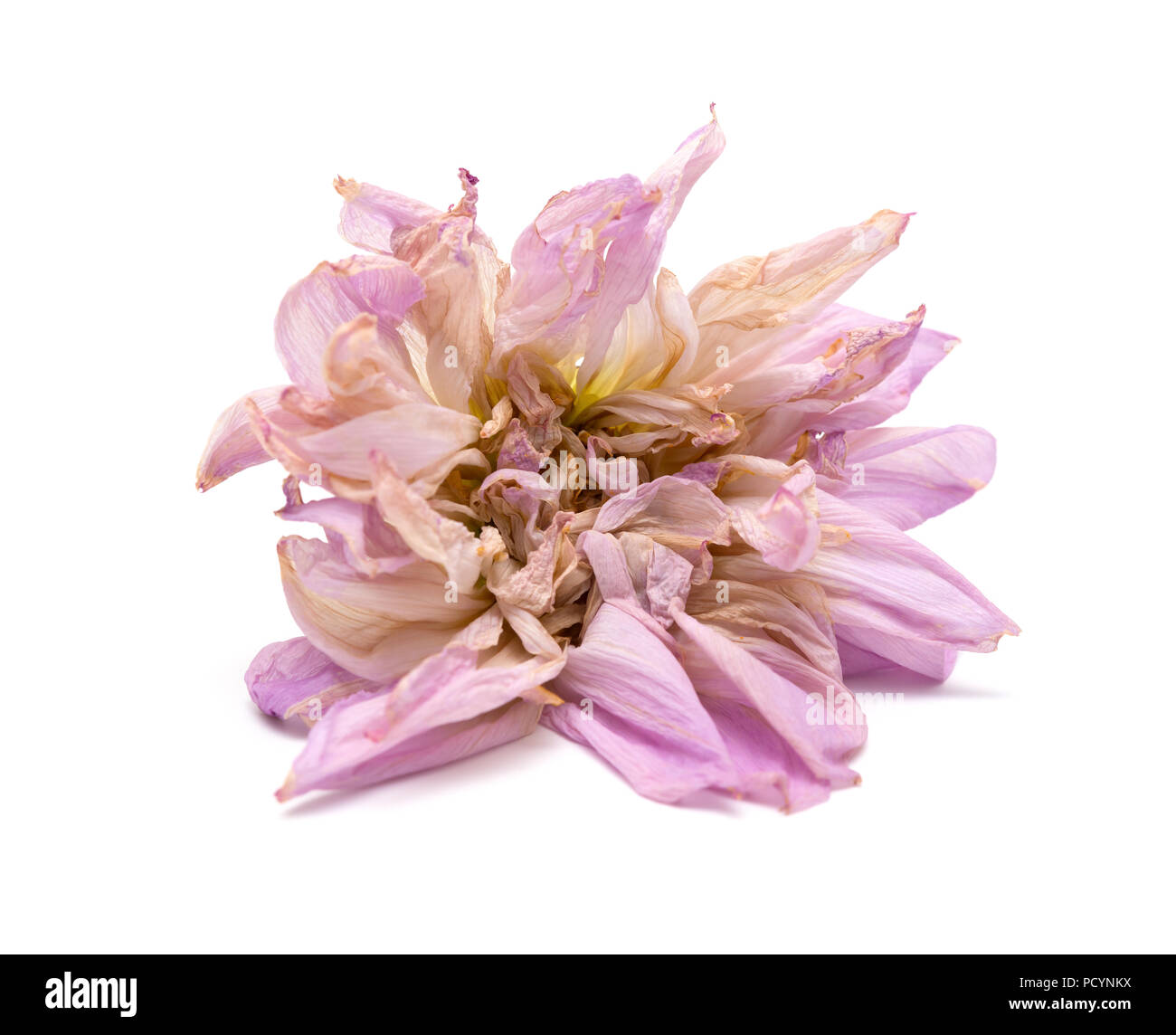 Oder rosa Pfingstrose Paeonia lactiflora auf weißem Hintergrund verblasst Stockfoto