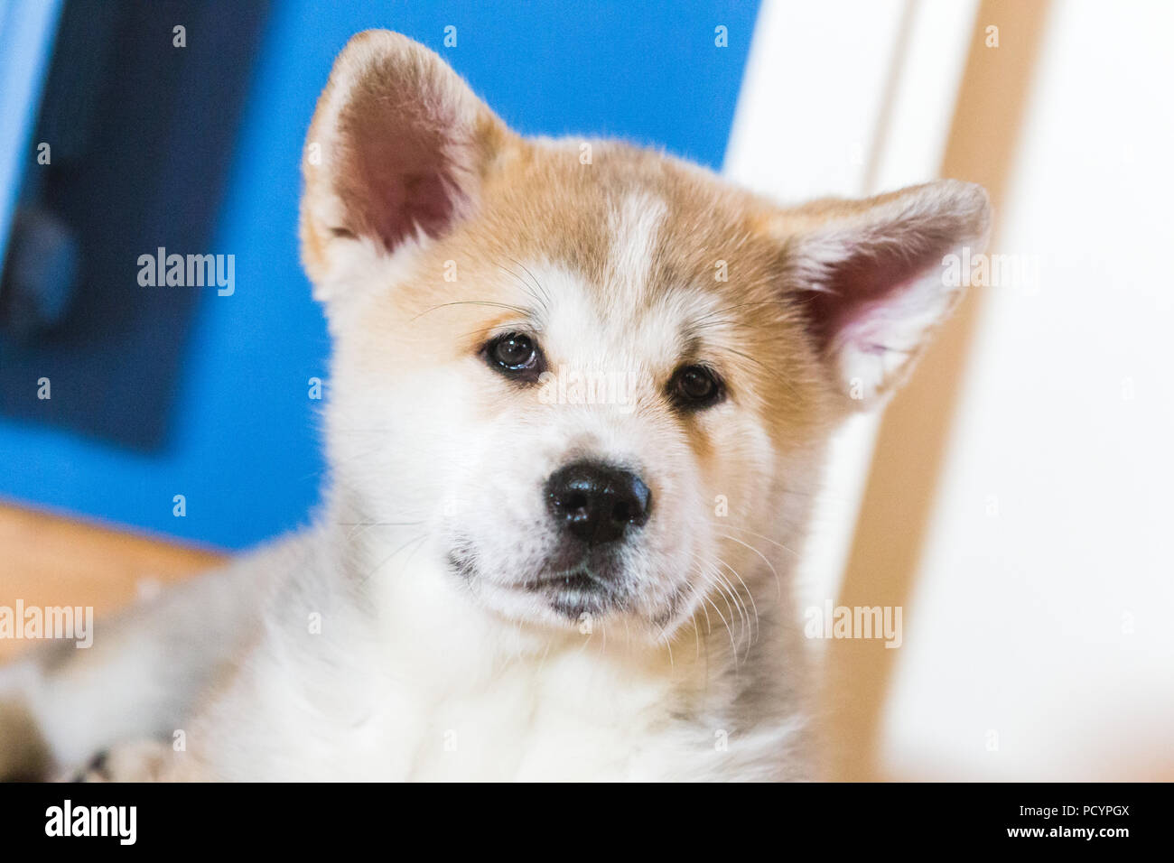 Japanische Akita Inu Welpen, weiße und rote Hund Nahaufnahme Stockfoto
