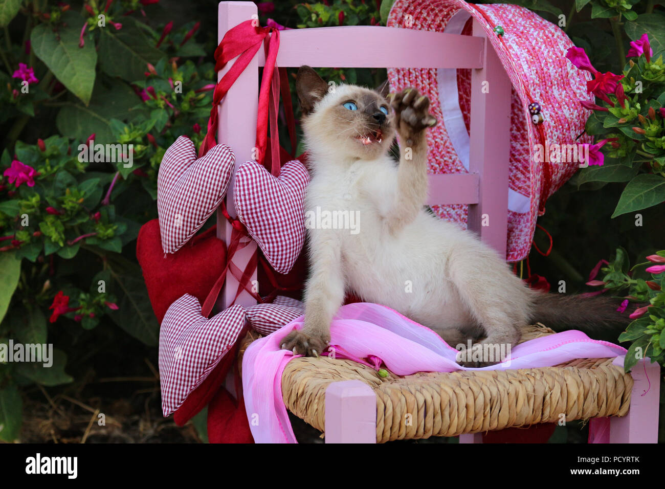 Siam kitten, Thai, 7 Wochen alt, Seal Point, sitzt auf einem Kinderstuhl im Garten Stockfoto