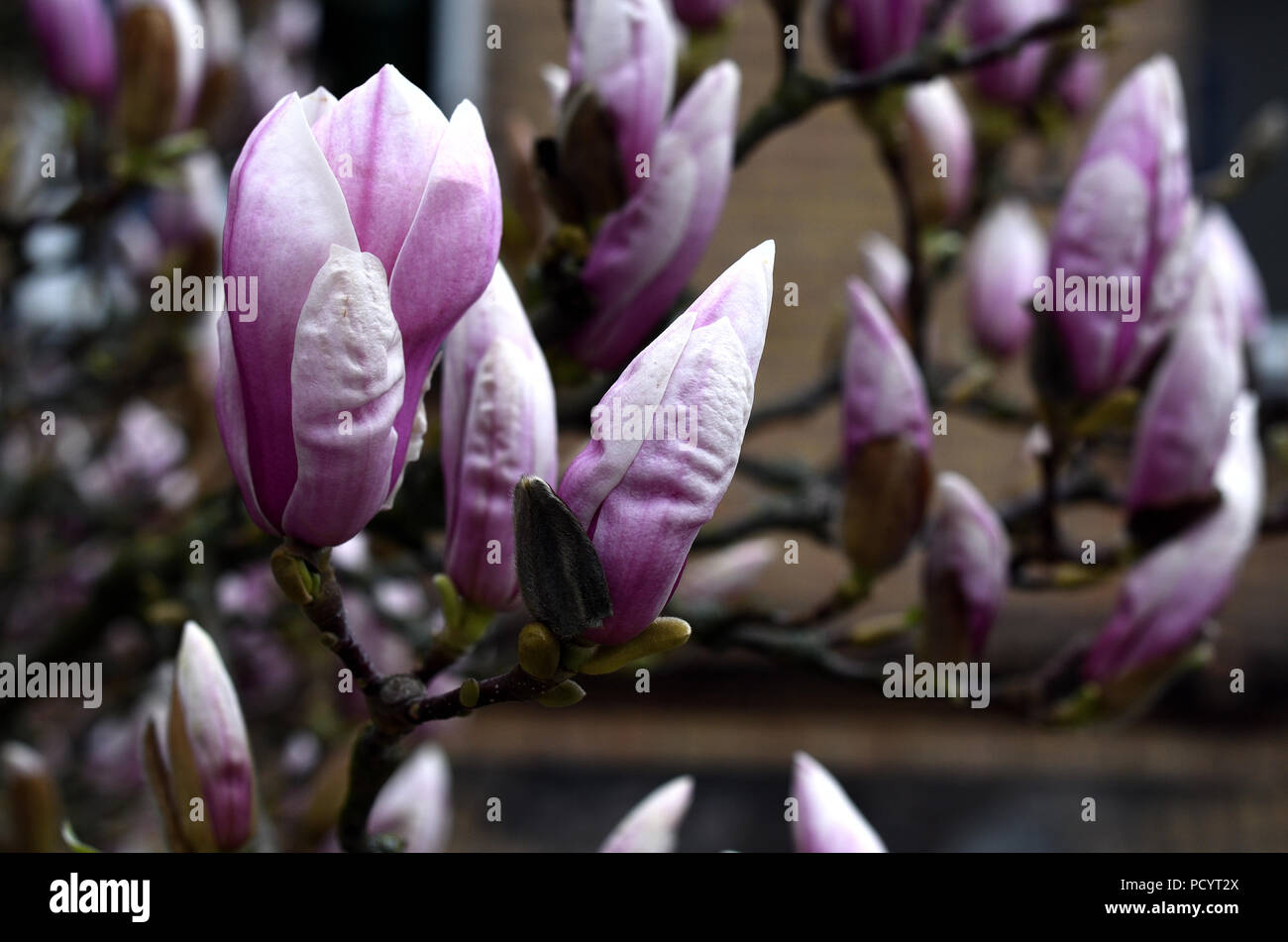 Geschlossene Blüten einer Magnolia vor blauem Himmel Stockfoto