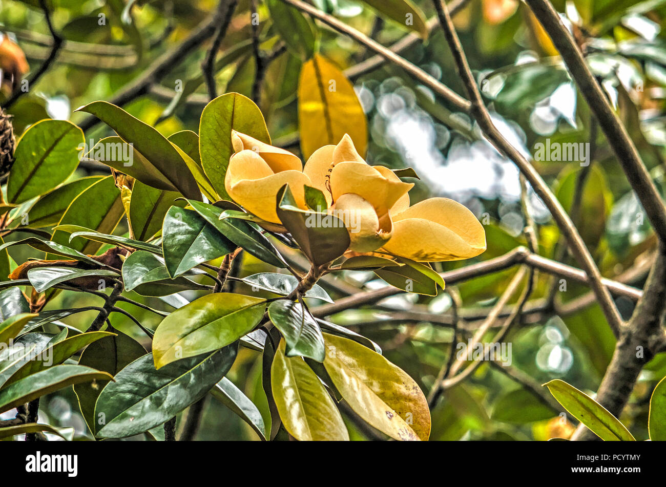 Große gelbe Blüte eines Baumes zu dem Magnolia Familie Stockfoto