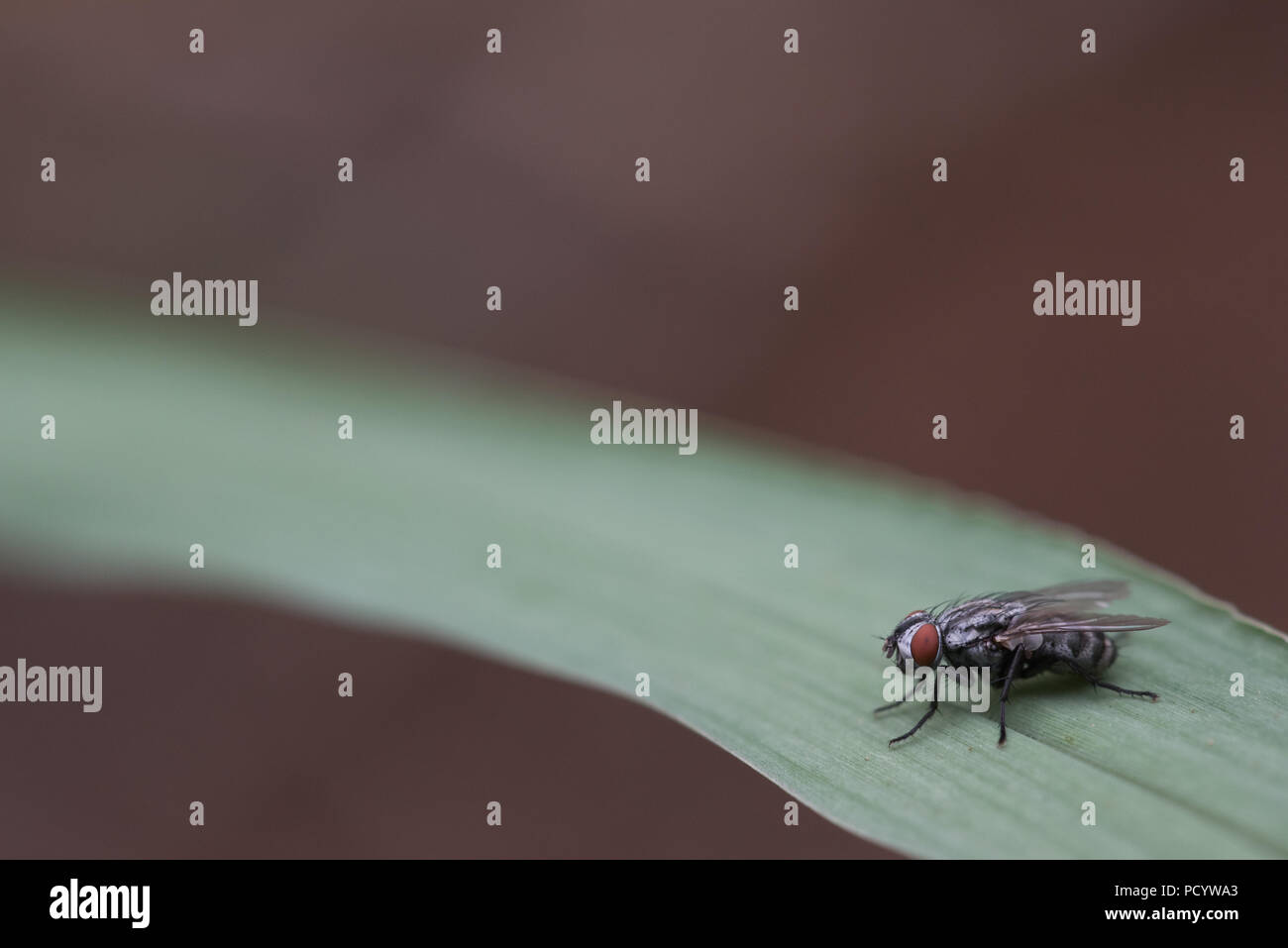 Makro Foto von einer Fliege auf einem grünen Blatt mit braunem Hintergrund, Text Platz Stockfoto