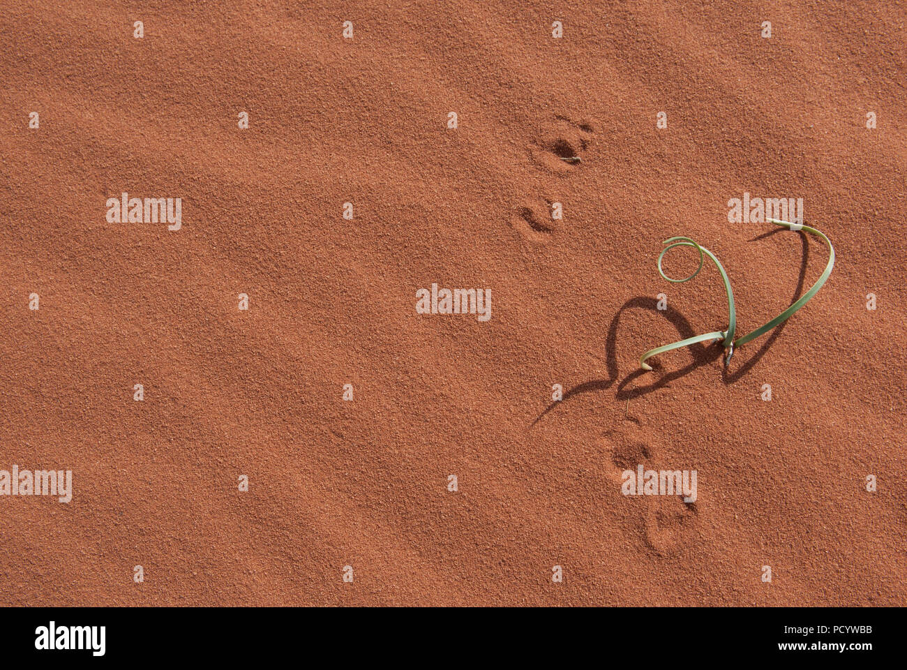 Grüne Pflanze wächst in die rote Wüste Sand mit Schatten und Footprints, Erfolg in ariden Region Stockfoto