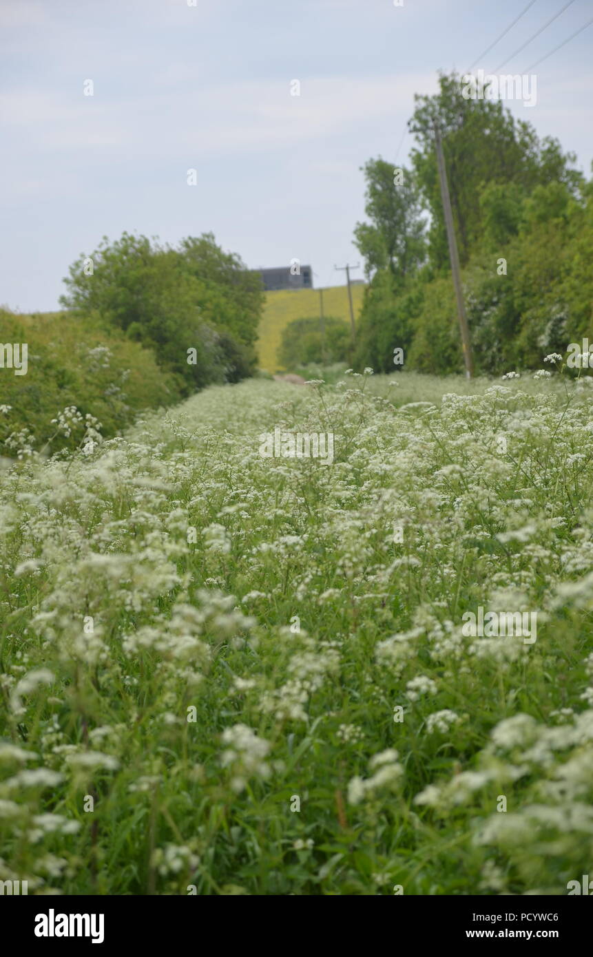 Am Straßenrand Pflanzen Stockfoto