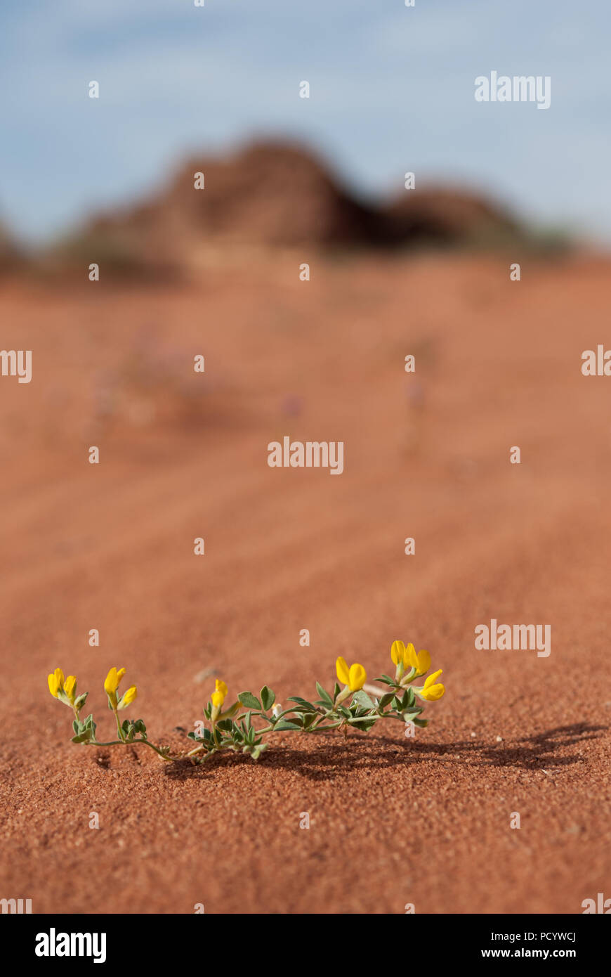 Gelbe Blume in die rote Wüste Sand mit Mustern und Berge vor dem blauen Himmel Stockfoto