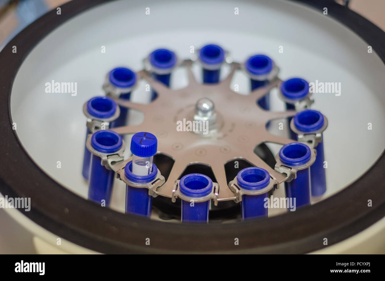 Reagenzgläser im Labor Stockfoto