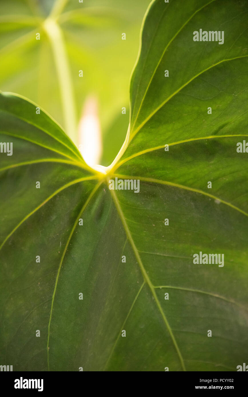 Anthurium Leaves Stockfotos und bilder Kaufen Alamy