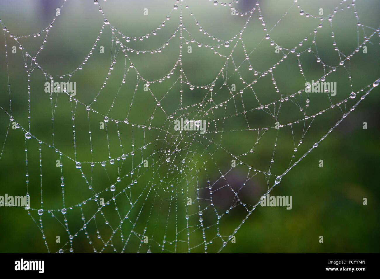 Regentropfen auf Spider Net nach dem Regen Stockfoto