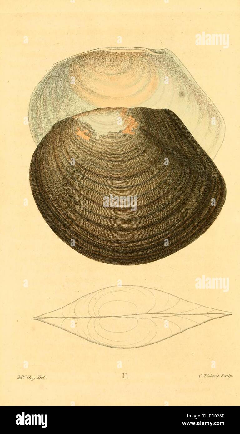 Amerikanische Conchology (Platte 11) Stockfoto