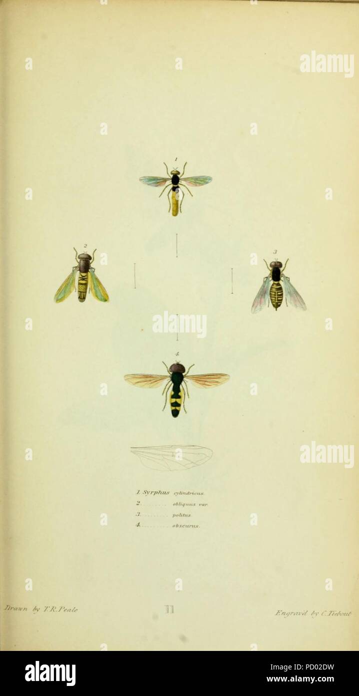 Amerikanischen Entomologie (Platte 11) Stockfoto