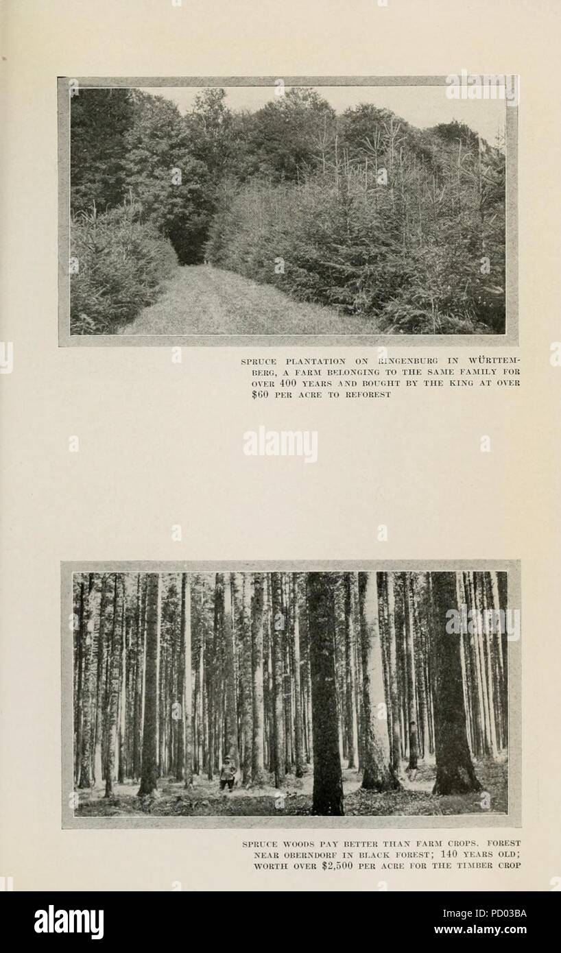 Amerikanische Forstwirtschaft (Seite 459) Stockfoto