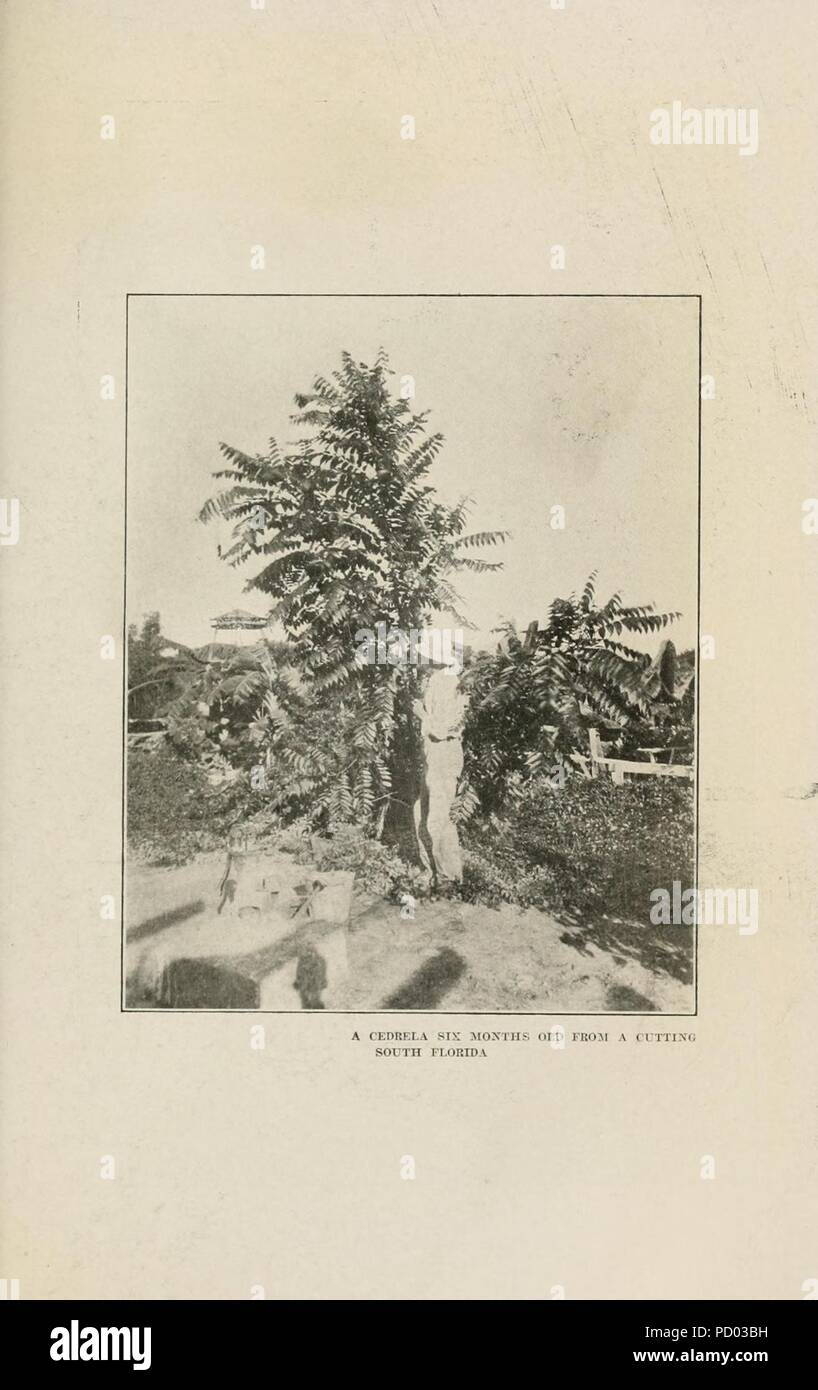 Amerikanische Forstwirtschaft (Seite 477) Stockfoto
