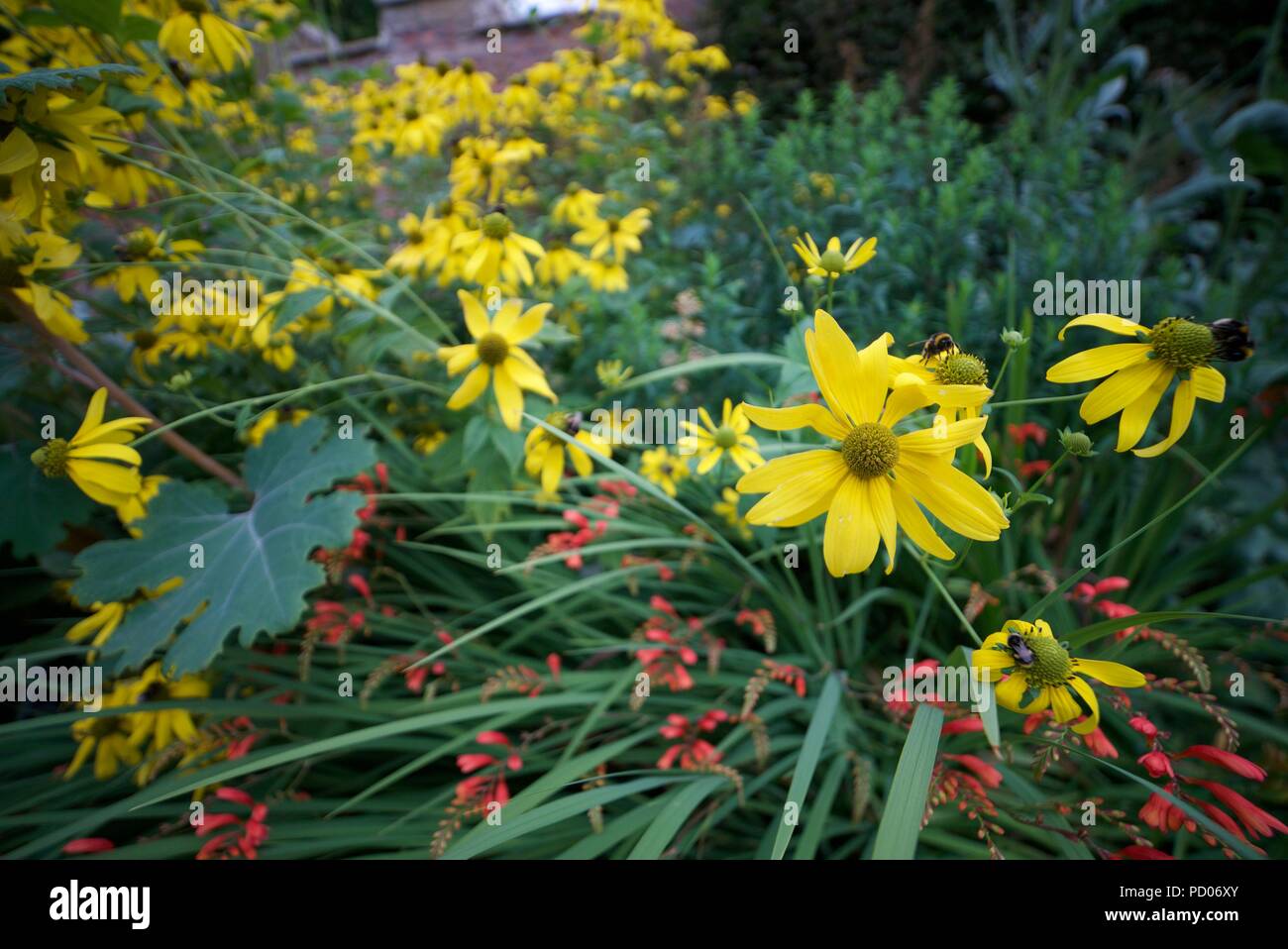 Cutleaf Coneflower Flower, gelbe Arten von Coneflowers (Rudbeckia) auch bekannt als Wild Golden Glow, Thimbleweed, Sochan und Green-headed Coneflower. Stockfoto
