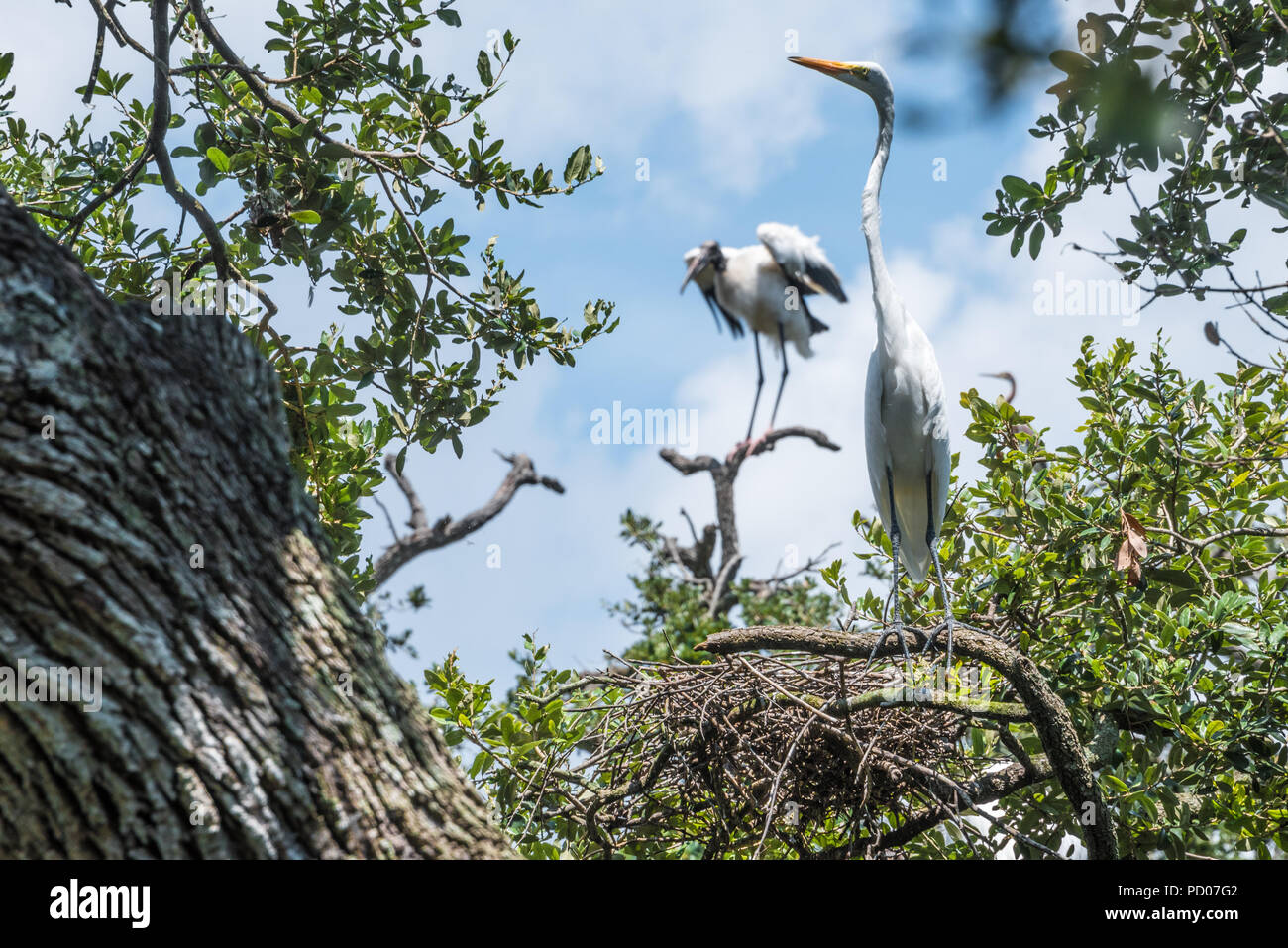 Silberreiher in der Nähe von seinem Nest, während ein Holz Stork es Flügel bei St. Augustine Alligator Farm Tierpark in St. Augustine, Florida erstreckt. (U Stockfoto