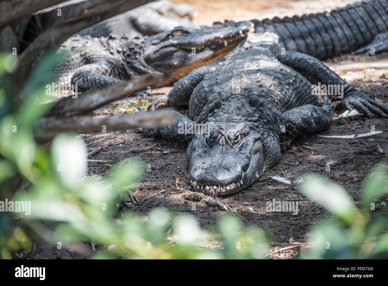 Ruhe Alligatoren in St. Augustine Alligator Farm Tierpark in St. Augustine, Florida. (USA) Stockfoto
