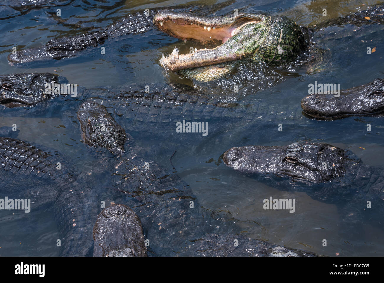 Eine Versammlung von Gators bei St. Augustine Alligator Farm Tierpark in St. Augustine, Florida. (USA) Stockfoto