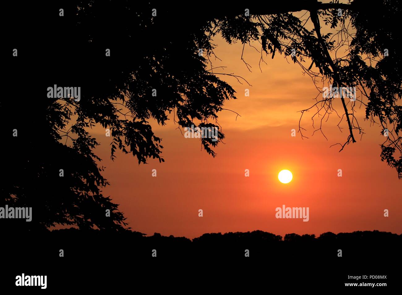 Kansas Sonnenuntergang mit einem orangefarbenen und gelben Himmel mit einem Ast Silhouette Stockfoto