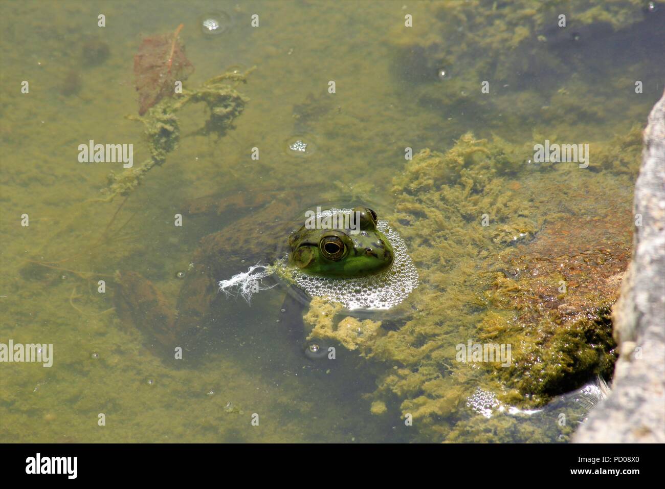Green Bull Frog shot closeup sitzen in Wasser und grünen Moos an einem See. Stockfoto