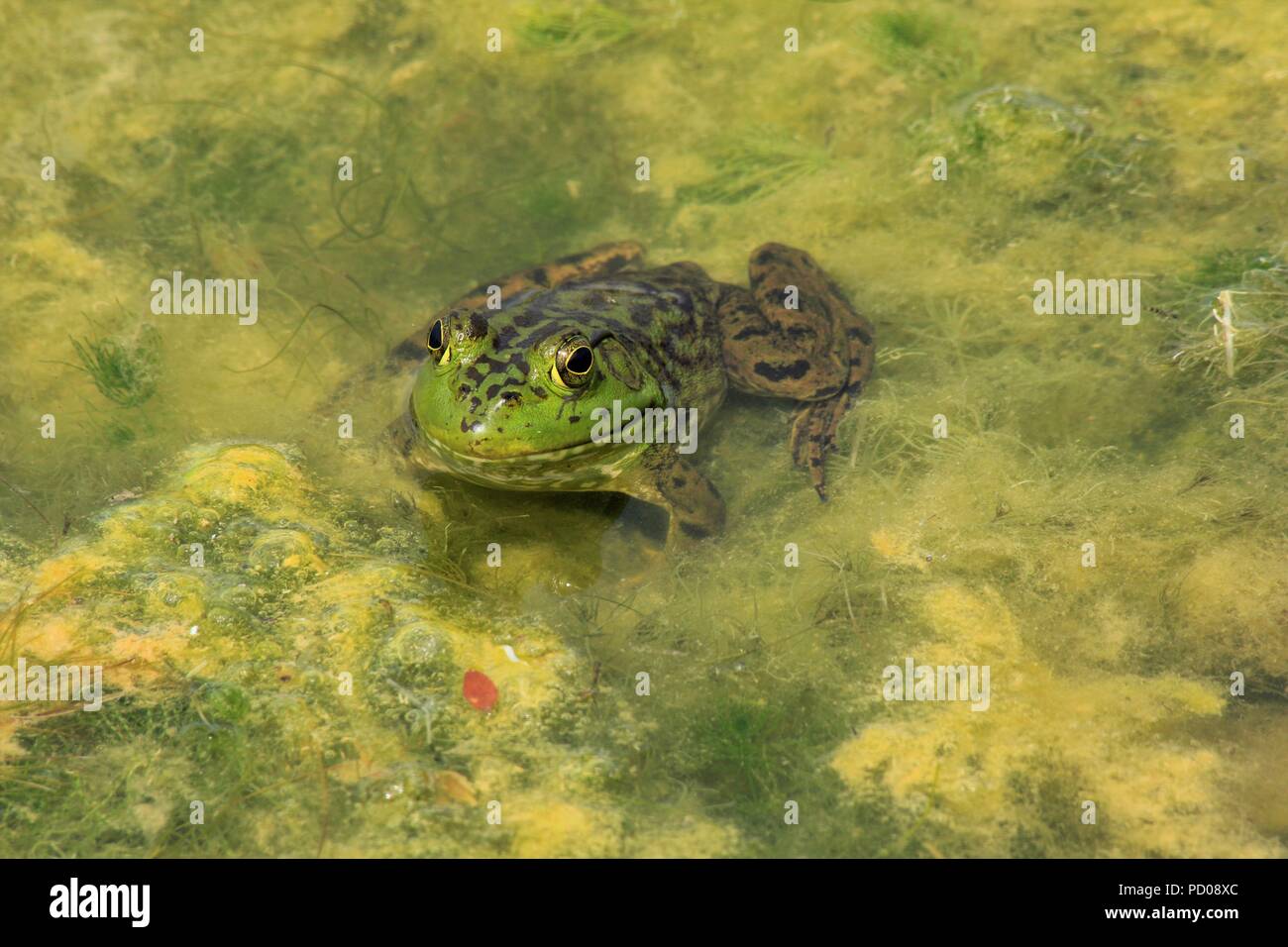 Bull Frog shot closeup mit grünem Moos in einem See Stockfoto