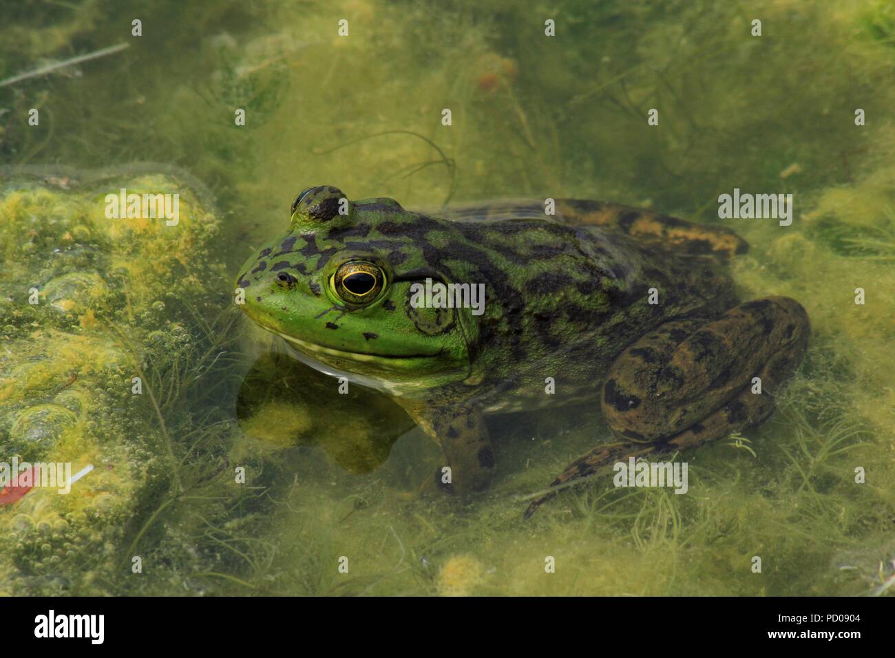 Green Bull Frog shot closeup sitzen in Wasser und grünen Moos an einem See. Stockfoto